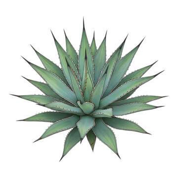 Agave plant with spiky green leaves