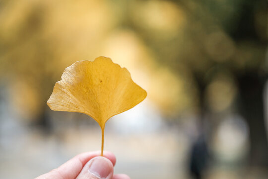 ginkgo leaf, yellow leaf, autumn, hand holding leaf, fall season, ginkgo biloba, nature close-up with soft bokeh background representing peace and serenity in a park during foliage.