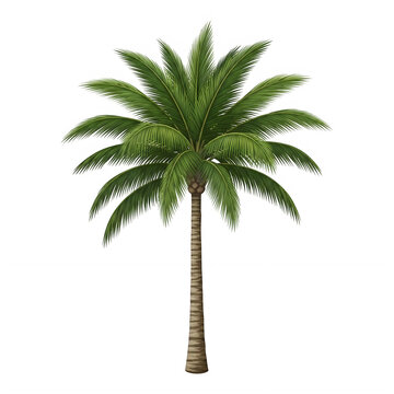 Single palm tree standing tall