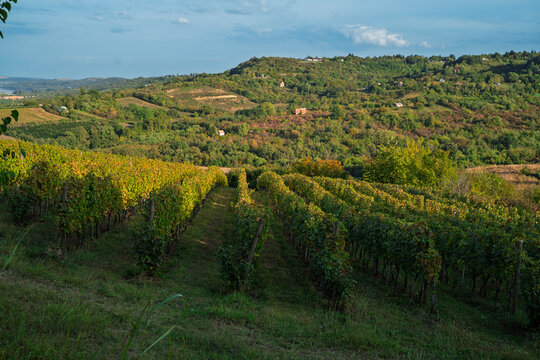 A scenic vineyard stretches across rolling green hills under a bright sky with lush vegetation and scattered houses in the distance