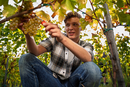 A young man in a plaid shirt crouches in a vineyard while carefully harvesting a bunch of white grapes with pruners