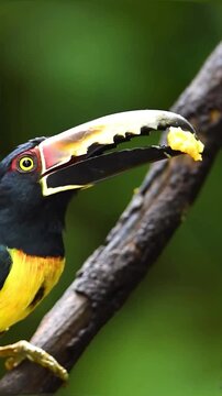 Close up of a colorful aracari toucan bird perched on a tree branch in the rainforest.