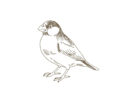 Hand Drawn Java Sparrow Illustration, Vintage Engraving Style