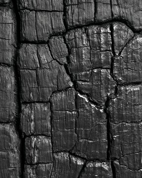 Charred wood log texture macro detail. Dark burnt timber surface background