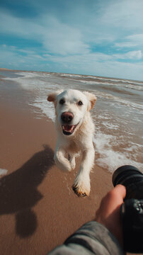 joyful dog running on beach near ocean waves with playful energy and natural outdoor atmosphere, companion animal concept for travel, pets care and active lifestyle visuals