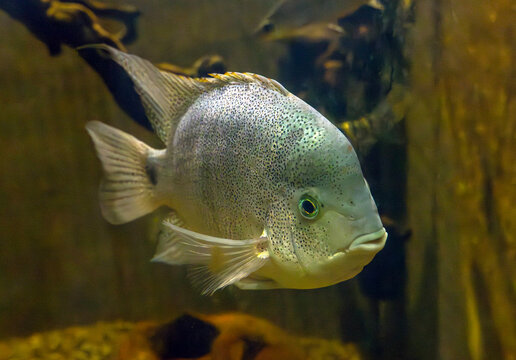 Close-up shot of a spotted tropical cichlid fish swimming peacefully underwater with detailed scales, fine speckles, clear fins, and a visible green eye in a warm aquarium context
