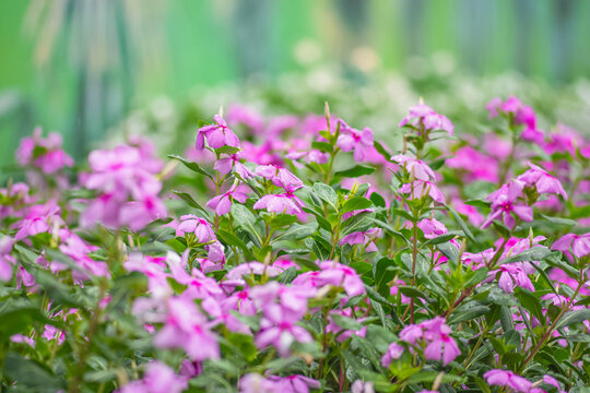 Pink Madagascar periwinkle flowers (Catharanthus roseus) blooming with fresh water drops in a garden