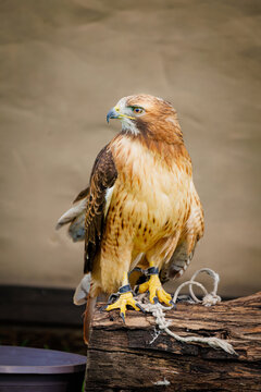 A red-tailed hawk (Buteo jamaicensis)