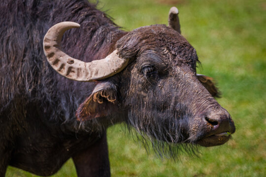 A water buffalo (Bubalus bubalis)