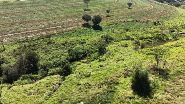 Aerial view of rolling green hills with cultivated fields and scattered trees under a clear sky