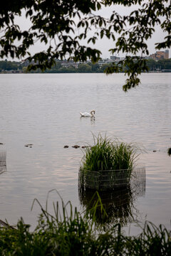 Mute swan swimming on the Au&szlig;enalster lake beside shoreline vegetation in Hamburg, Germany.