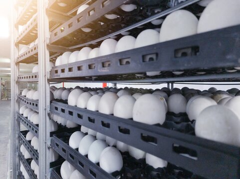 Comercial dick eggs arranged in trays inside a large industrial incubator ,showing a modern hatchery facility for controlled egg incubation and poultry production