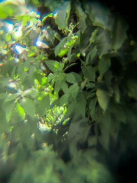 bosque y horizontes