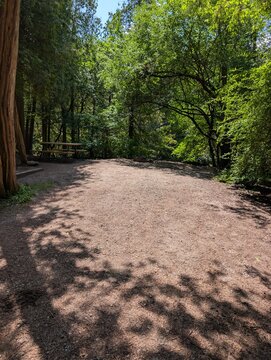 A park with coniferous trees - cypresses and a lake, along with a camping area featuring a table and benches; a quiet, sunny day, without people. Rockwood - nature in the province of Ontario, Canada
