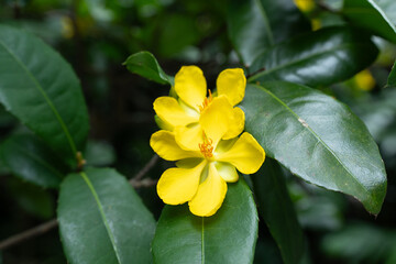 Fototapeta premium オクナ・キルキーの花 Ochna kirkii Oliv.