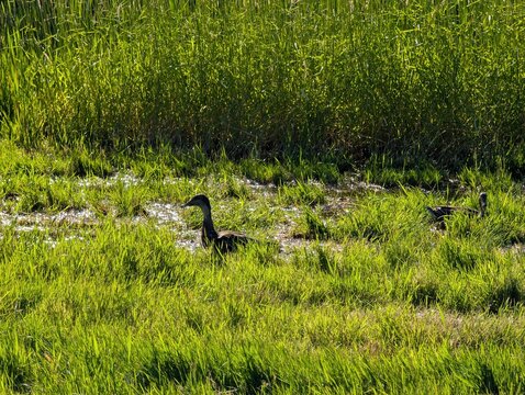 Wild ducks on the green meadow in summer sunny day. Nature background.