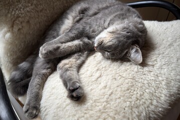 Naklejka premium Grey tabby cat sleeping on a soft sheepskin cushion, peaceful indoor pet enjoying a comfortable nap in a chair