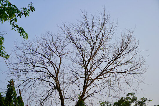 Dry Tree Branches Against Blue Sky
A detailed view of bare, dry tree branches reaching out against a bright clear blue sky, capturing natural seasonal moods for environmental and graphic design themes
