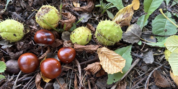 Horse chestnuts and green spiny husks fallen on the forest floor, close-up of glossy brown conkers among autumn leaves and natural woodland debris