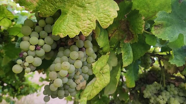 Close view of white grape clusters hanging beneath green vineyard leaves, showing ripe berries and dense foliage, suitable for viticulture, winemaking, wine tourism, food and beverage themes.
