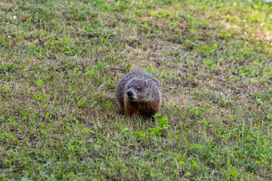 Quebec, Canada, 01 August 2026 : A groundhog stands on a grassy patch, looking forward.