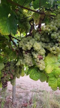 close up white grape clusters hanging beneath broad green leaves in a vineyard, with wooden supports and rows of vines visible in a rural landscape, suitable for wine, agriculture and food themes.