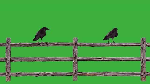 Two ravens on a weathered wooden fence