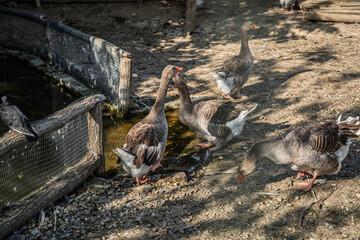 Greylag Geese, Anser anser, and domestic geese gather beside a small farm pond, showing poultry, waterfowl, animal behavior and traditional agricultural life in a rural Serbian setting. © Jerome