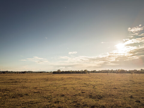 Wide panorama of a pasture in Zasavica, Vojvodina, Serbia, showing dry grassland, scattered trees and open agricultural countryside under warm low sunlight and a broad summer sky.