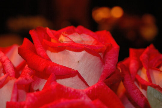 Vibrant Red and White Roses in Full Bloom