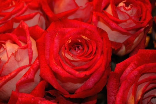 Vibrant Red Roses Symbolizing Love and Passion