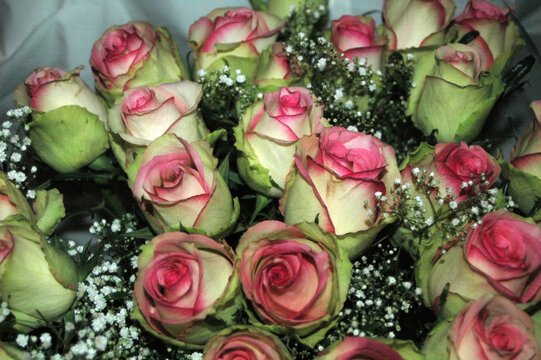 Delicate Pink and White Roses for Floral Arrangements
