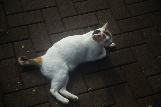 Stray calico cat lying on a brick paved pathway in an urban area.A high-angle full-body shot of a stray domestic calico cat resting on a brown brick interlocking paved walkway. 
