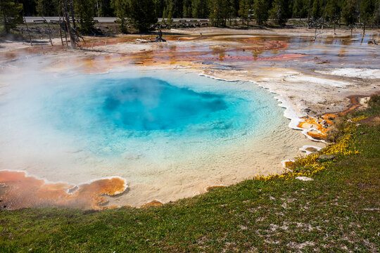 Aquamarine blue of Silex Spring with hot steam rising, Yellow Monkey Flowers blooming around the edge, summer tourism at Yellowstone National Park viewing natural geothermal features
