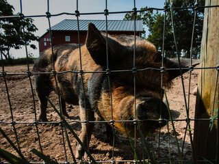 pig in a cage © Alyse
