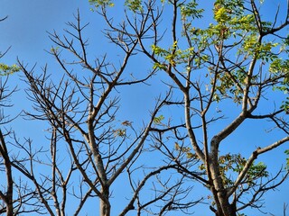 Obraz premium Low Angle View of Bare Tree Branches with Young Green Leaves Against Clear Blue Sky