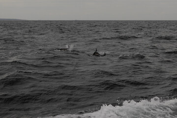 Fototapeta premium dolphins on a cloudy day