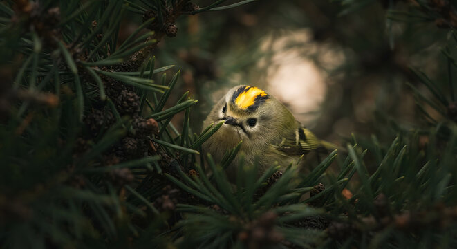 Goldcrest bird perched in a pine tree