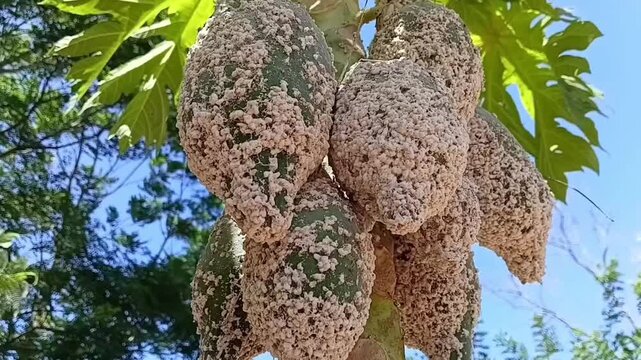 Horizontal Zoom In Footage of Papaya Mealybug Paracoccus Marginatus Colony Covering Green Carica Papaya Fruits, Sucking Insect Pest Destroying Tropical Fruit Crop in Sri Lanka