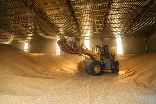 The farmers use a loader to pile up the mature wheat.