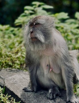 Side profile portrait view of a grey crab-eating macaque monkey sitting outdoors in a natural habitat.