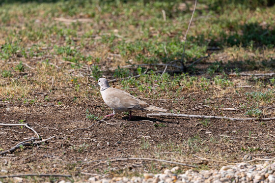 A Eurasian collared-dove on the ground in South Dakota