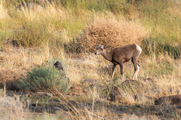 Fototapeta premium Bighorn Sheep in Shrub-Steppe Habitat at Ginkgo Petrified Forest State Park