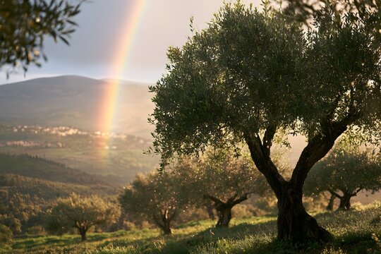 A picturesque landscape featuring an olive tree in the foreground with a rainbow over a distant village at sunset