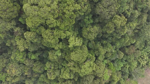 Aerial top down view of a dense tropical rainforest canopy with lush green trees.