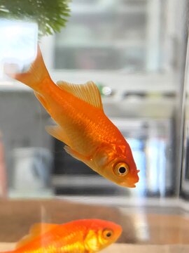 水槽の中を泳ぐオレンジ色の金魚のクローズアップ