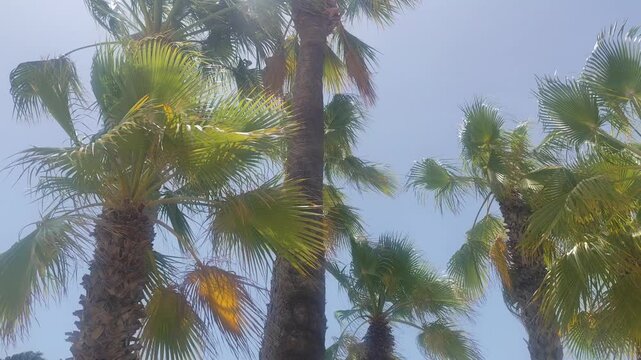 Low angle shot looking straight up at multiple tall palm trees with green fronds rustling in the breeze under a clear sunny sky during summer vacation.