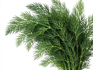 Fototapeta premium Fresh green dill bunch isolated on white background. Organic herb sprigs with feathery leaves for cooking food. Healthy aromatic vegetable ingredient used in culinary recipes. Raw plant stems for