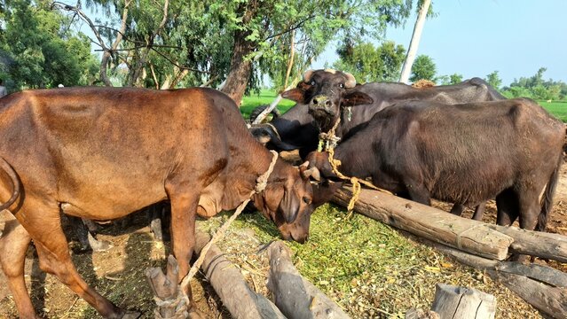 Domesticated cows and water buffaloes tied to a wooden trough eating fresh green fodder on a rural farm.