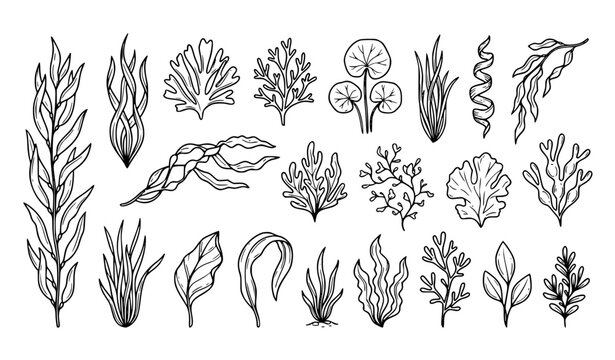Minimal underwater seaweed and aquatic plant outline icon vector set